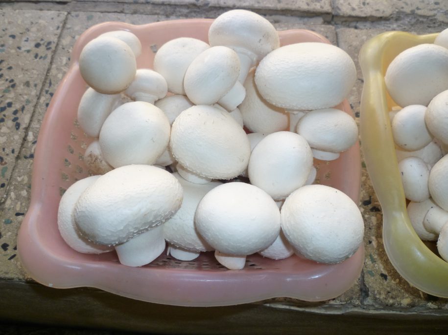 مه ساز قارچ