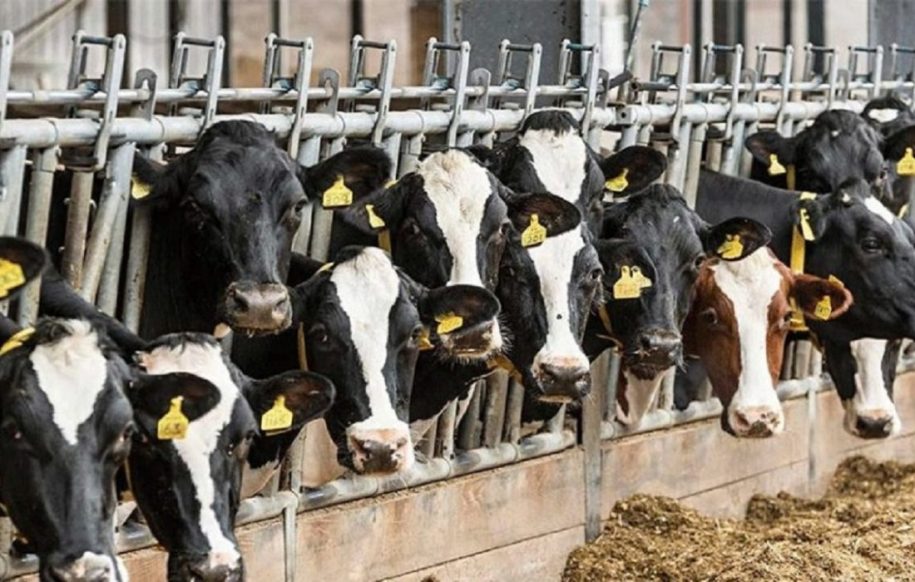 رطوبت ساز در دام و طیور