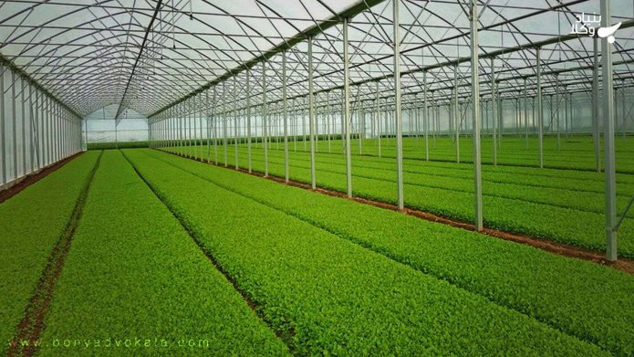 رطوبت ساز در گلخانه