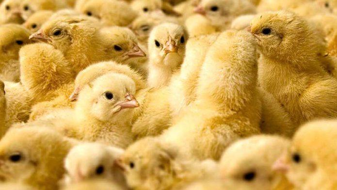 دلایل استفاده از رطوبتساز در صنعت دام و طیور